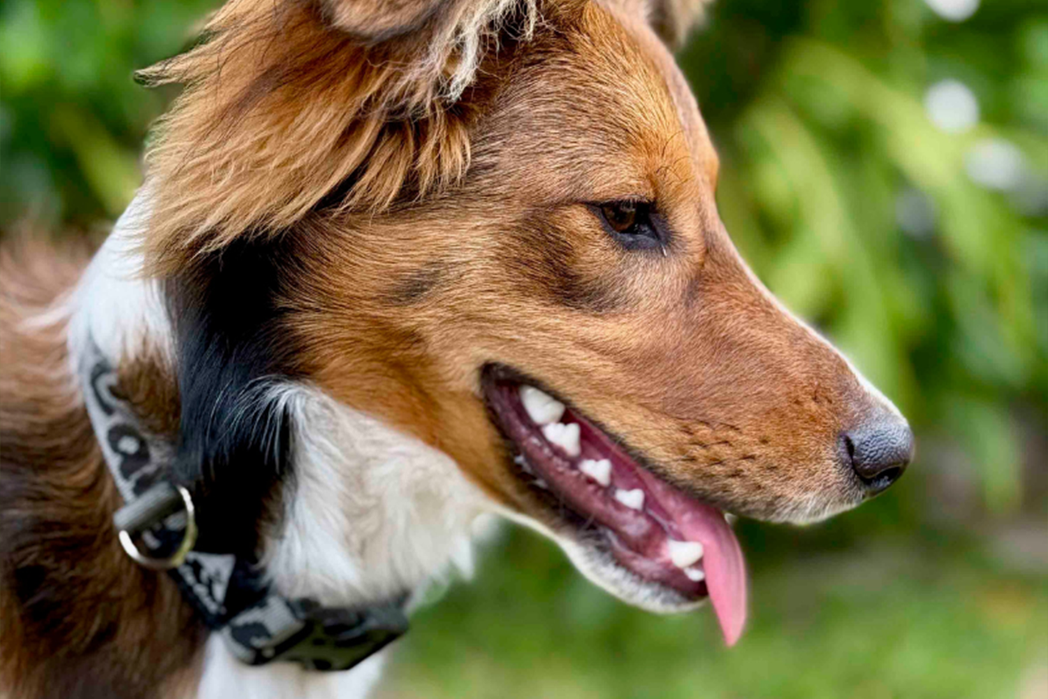 Alu-Cab Trail Buddy Dog Collar — genuine product, Rival 4x4 Australia