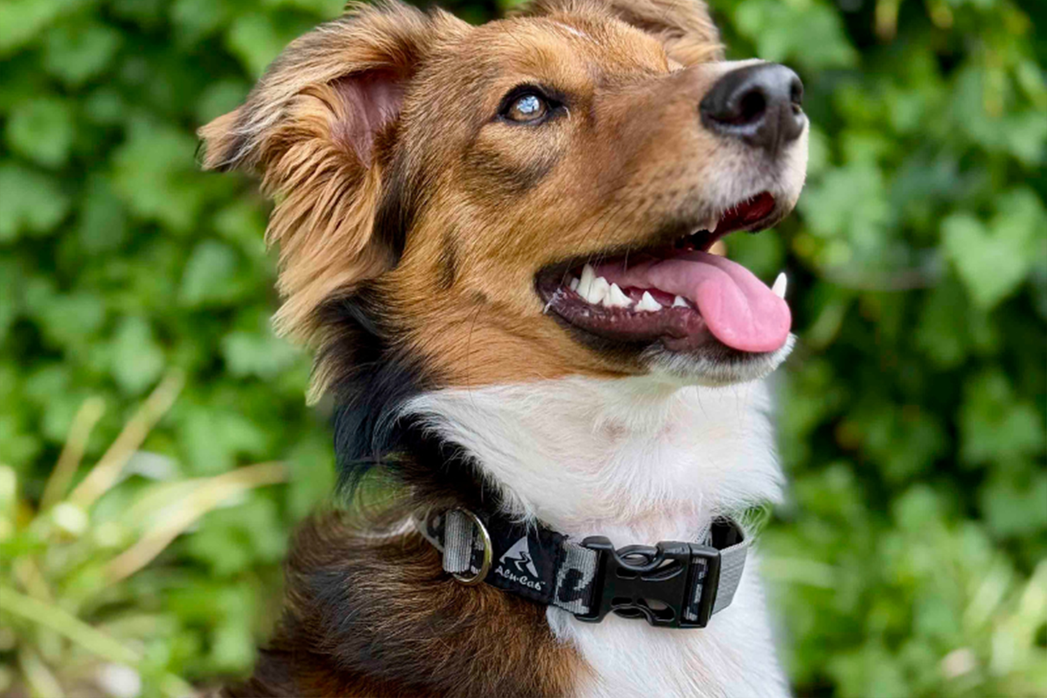 Alu-Cab Trail Buddy Dog Collar — genuine product, Rival 4x4 Australia