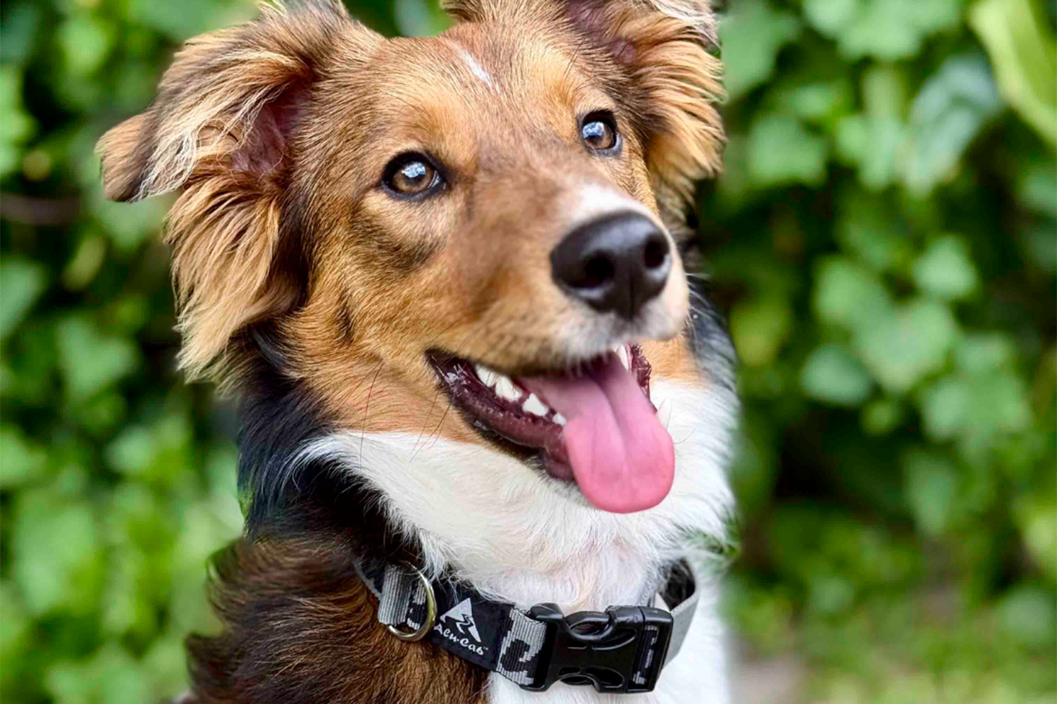 Alu-Cab Trail Buddy Dog Collar — genuine product, Rival 4x4 Australia