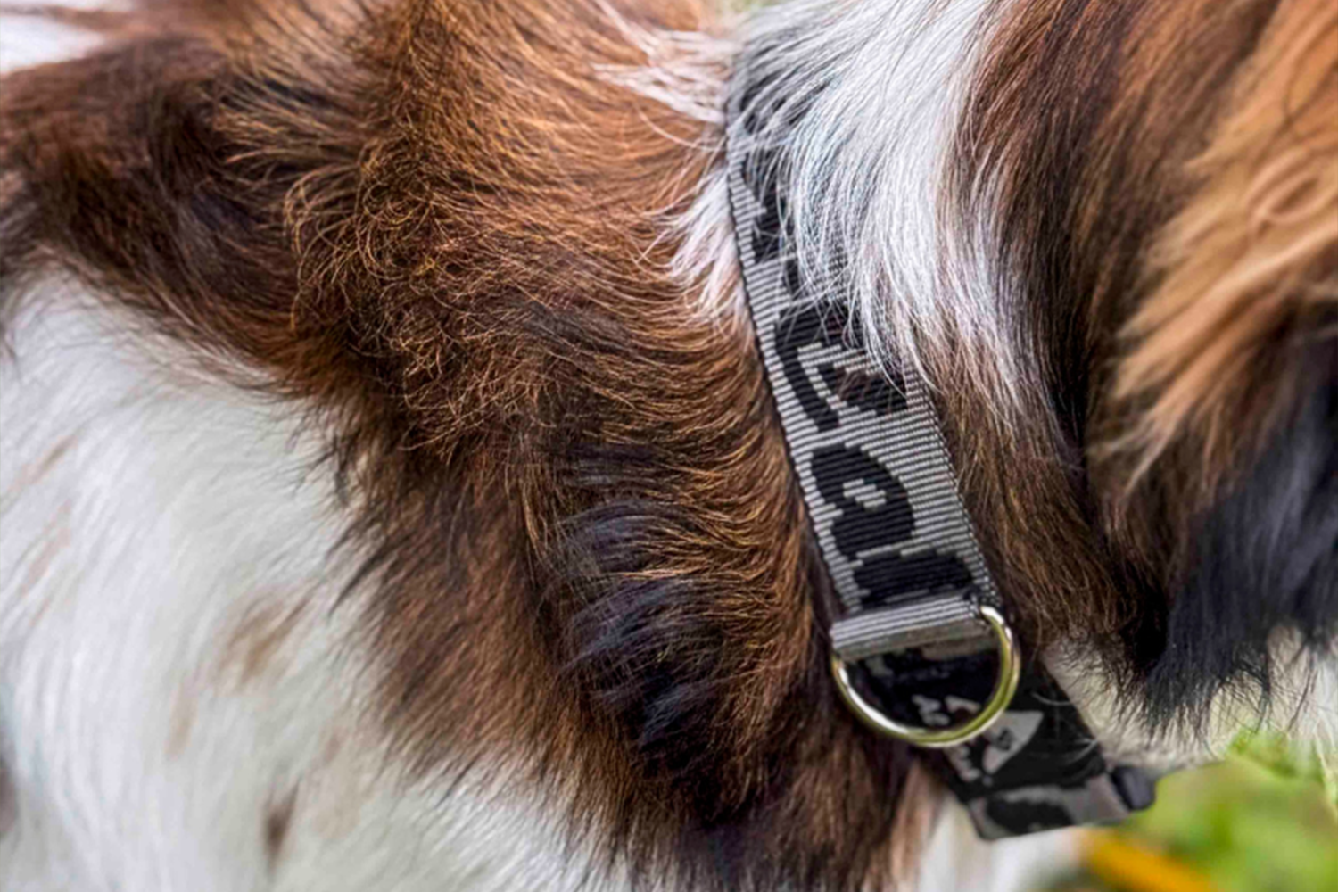 Alu-Cab Trail Buddy Dog Collar — genuine product, Rival 4x4 Australia